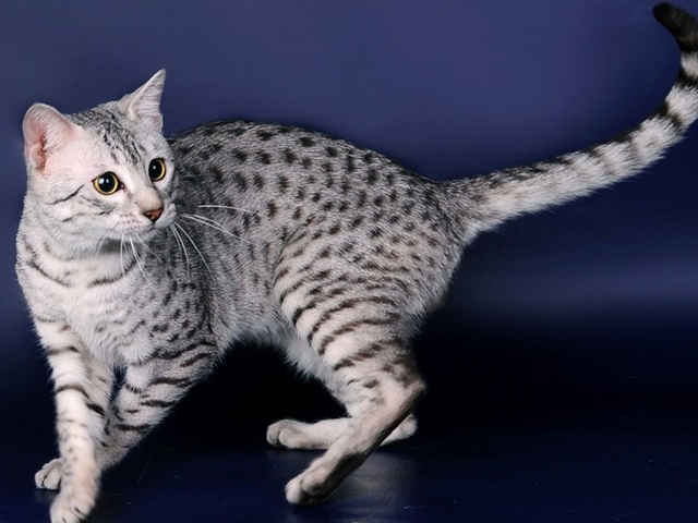 Породы кошек в Железногорске | ЗооТом портал о животных