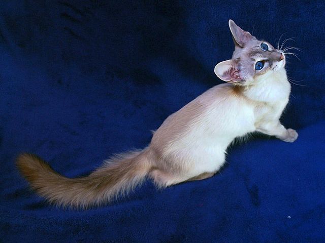 Выведенные породы кошек в Железногорске | ЗооТом портал о животных