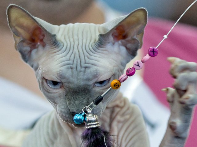 Выставки кошек в Железногорске | ЗооТом портал о животных