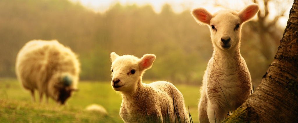 Объявления о сельскохозяйственных животных | ЗооТом - продажа, вязка и услуги для животных в Железногорске