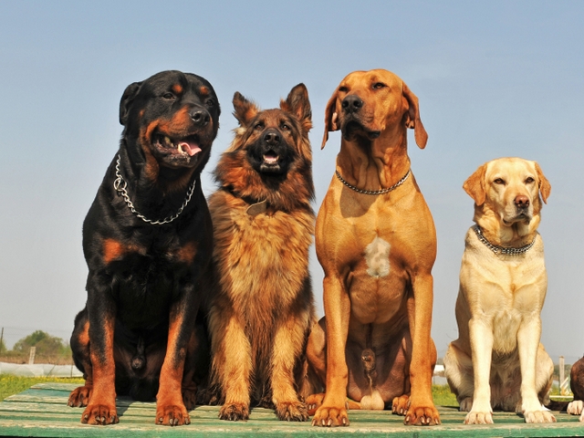 Крупные породы собак в Железногорске | ЗооТом портал о животных