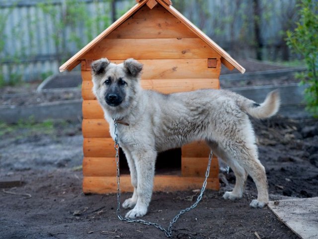 Все о собаках в Железногорске Все о собаках в Железногорске